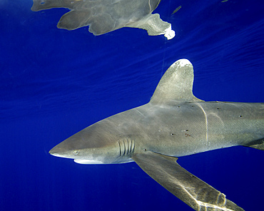 Oceanic whitetip shark with dorsal fin reflection, Cat Island, Bahamas.