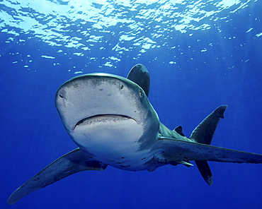 Front view of an oceanic whitetip shark, Cat Island, Bahamas.