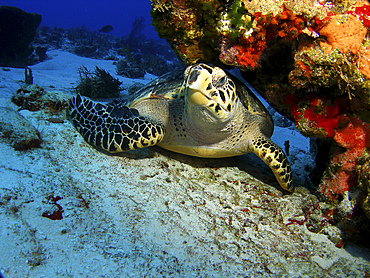 A hawksbill sea turtle resting under a reef in Cozumel, Mexico.