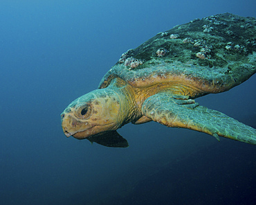 A loggerhead sea turtle off the coast of North Carolina.