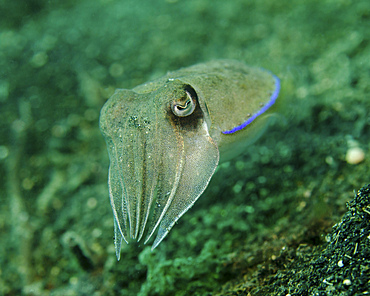 Golden cuttlefish, Lembeh Strait, Indonesia.