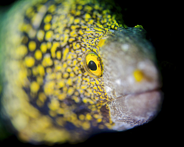 Snowflake moray eel (Echidna nebulosa) in Costa Rica.