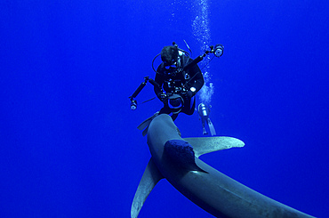 A diver has a close encounter with an oceanic whitetip shark (Carcharhinus longimanus) at Cat Island in the Bahamas.