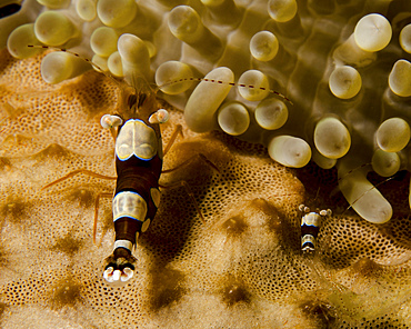 Two squat anemone shrimp (Thor amboinensis) in Curacao.
