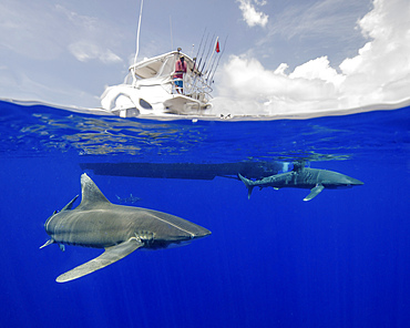 A boat captain watches an oceanic whitetip shark below at Cat Island in the Bahamas.