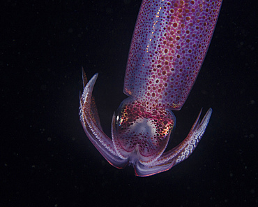 A Caribbean reef squid on a deepwater night dive in West Palm Beach, Florida.