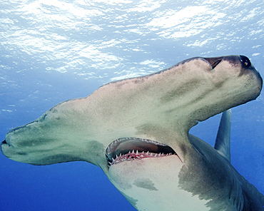 Great hammerhead shark with mouth open, Tiger Beach, Bahamas.