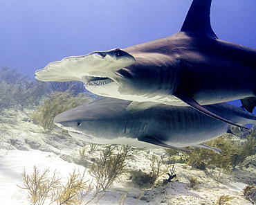 Great hammerhead shark and tiger shark, Tiger Beach, Bahamas.