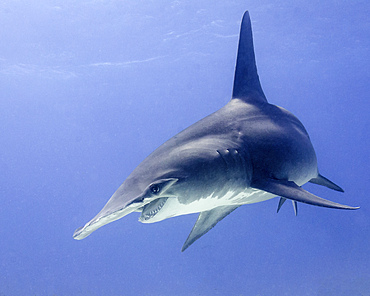 Great hammerhead shark turning, Tiger Beach, Bahamas.