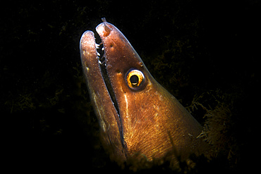 Head of a goldentail moray eel (Gymnothorax miliaris).