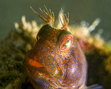 Headshot of a seaweed blenny (Parablennius marmoreus).