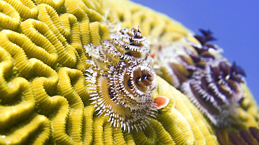 Christmas tree worms (Spirobranchus giganteus) on brain coral, Saint Croix, U.S. Virgin Islands.
