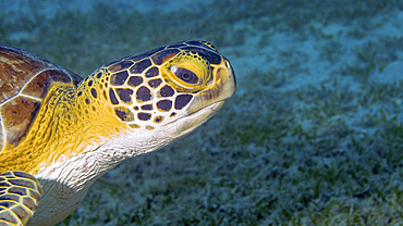 The face of a green sea turtle (Chelonia mydas), Saint Croix, U.S. Virgin Islands.