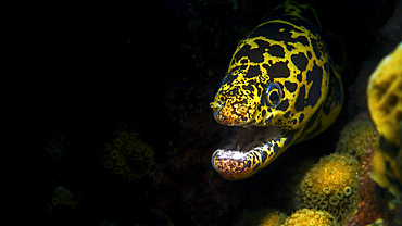 Chain moray eel (Echidna catenata), in coral reef, Curacao.