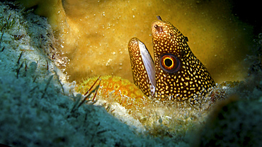 Goldentail moray eel (Gymnothorax miliaris), in coral reef, Curacao.