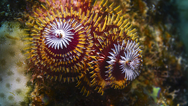 A red, white and yellow Christmas tree worm (Spirobranchus giganteus), on coral, Curacao.