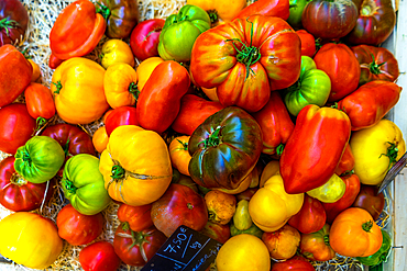 Red, yellow, green and black tomatoes