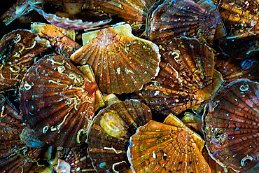 Scallops