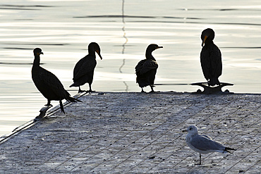 Double-crested Cormorants stand on a floating dock in Perth Amboy, New Jersey shortly after sunrise. All you see is their silhouettes. A single seagull stands in the foreground.