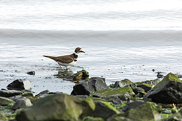 A Killdeer wades in the calm waters of the Raritan Bay in South Amboy, New Jersey shortly after sunrise.