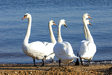 Five Mute Swans walk along a sandy beach of the Raritan Bay in Keyport, New Jersey.