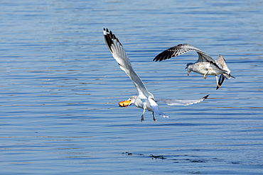 Two seagulls fight over a doughnut in midflight. Photo taken at the Raritan Bay in Keyport, New Jersey.