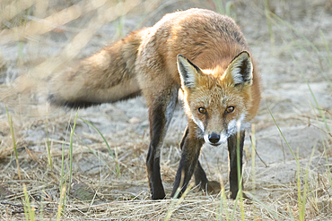 A red fox walks through the sand in the coastal area of Sandy Hook, New Jersey. He appears to gaze directly at the camera as he moves. Photo taken shortly before sunset.