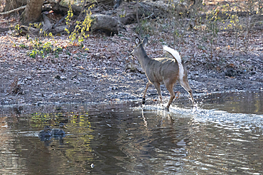 A young White-tailed Deer doe crosses a stream in a swamp during late autumn. Two American Black Ducks are seen swimming to the left of the frame.