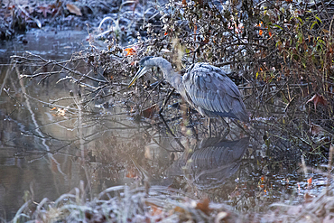 A Great Blue Heron fishes in a swamp during late autumn. His reflection is seen in the calm water. It is a very cold day and you can see the frost in his feathers.