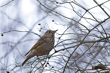 A Hermit Thrush perches in a bush with small red berries during the autumn season.