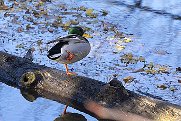 A Mallard Duck Drake stands on a dead log in a stream, stretching his legs during autumn.