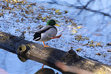 A Mallard Duck Drake stands on a dead log in a stream, stretching his legs during autumn.