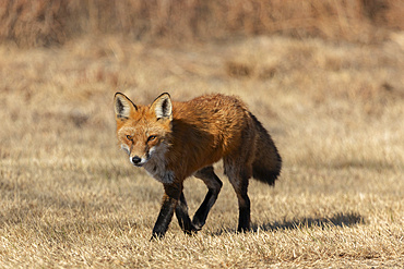 A Red Fox walks in the dry grass in the coastal area of Sandy Hook, New Jersey during autumn.