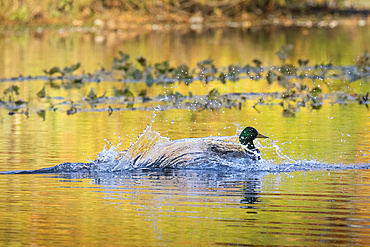 A Mallard Duck Drake lands on a pond during autumn. He creates a beautiful splash as he touches down. The warm colors of the surrounding foliage are reflected in the water.