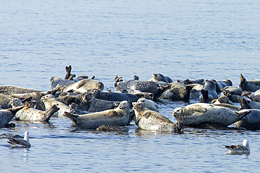 A herd of seals can be seen hauled out on rocks in the Sandy Hook Bay off the coast of Sandy Hook, New Jersey. This combination of Harbor, Grey, and Harp seals make the annual migration to the area during winter.