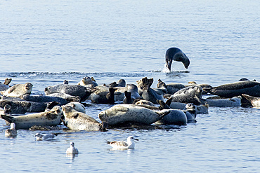 A herd of seals can be seen hauled out on rocks in the Sandy Hook Bay off the coast of Sandy Hook, New Jersey. This combination of Harbor, Grey, and Harp seals make the annual migration to the area during winter.