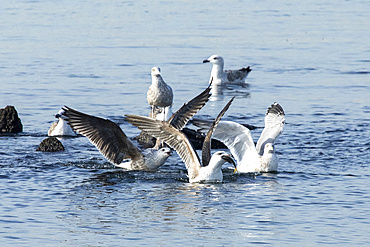 Various gulls fight over a freshly caught fish in the bay off of Sandy Hook, New Jersey.