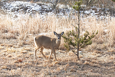 A White-tailed Deer doe stands in a grassy area at Sandy Hook, a coastal area of New Jersey. The first winter's snow can be seen on the ground.