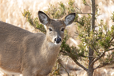 A White-tailed Deer doe is seen as she stands in a grassy area at Sandy Hook, a coastal area of New Jersey. The first winter's snow can be seen on the ground.