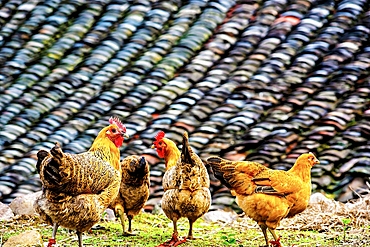 Free roaming chickens at Shanxiabao village, Wuyi County, Jinhua City, Zhejiang Province, China. Under cultural protection, the 800 year old ancient village was featured in Chinese National Geography and still has buildings from 1723-1735.