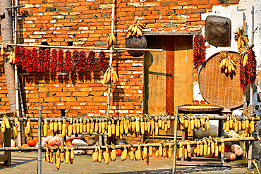 Corn and chillies being sun dried in autumn in Huangling, Wuyuan County, Shangrao City, Jiangxi Province, China. Huangling is an ancient village that dates back to the Ming Dynasty more than 500 years ago and is known for its natural beauty.