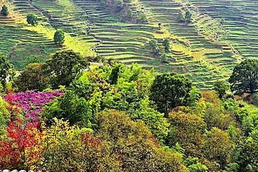 Terrace farmland at Huangling ancient village in autumn, Wuyuan County, Shangrao City, Jiangxi Province, China. The village dates back to the Ming Dynasty more than 500 years ago and is known for its natural beauty.