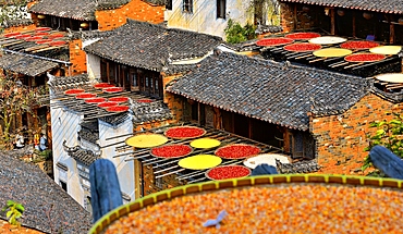 Chillies, corn and other produce being sun dried in autumn, Huangling, Wuyuan County, Shangrao City, Jiangxi Province, China. Huangling is an ancient village that dates back to the Ming Dynasty more than 500 years ago and is known for its natural beauty.