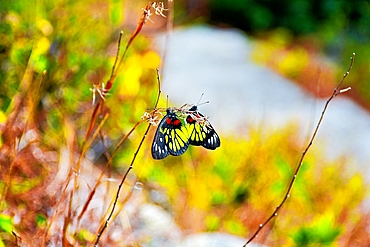 Two butterflies on a twig, Lamma Island, Hong Kong.