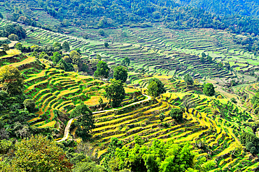 Terrace farmland at Huangling ancient village in autumn, Wuyuan County, Shangrao City, Jiangxi Province, China. The village dates back to the Ming Dynasty more than 500 years ago and is known for its natural beauty.