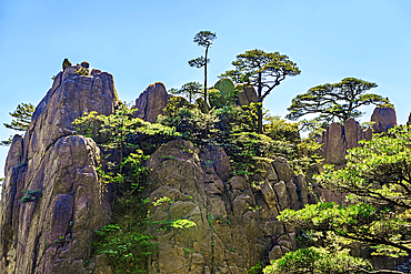 Huangshan (Mt Huang), UNESCO World Heritage and UNESCO Global Geopark, Anhui Province, China.