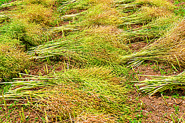 Drying rapeseed stalks in the sun. Pingshan Ancient Village, Huangshan City, Anhui, China.