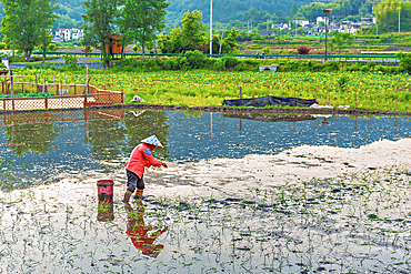 Farmer planting crops by tossing seedling into the field. Guanglu Ancient Village, Huangshan City, Anhui, China