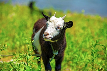 Goat in the field at XinAn River, WuFuShan Village, Huangshan, Anhui Province, China