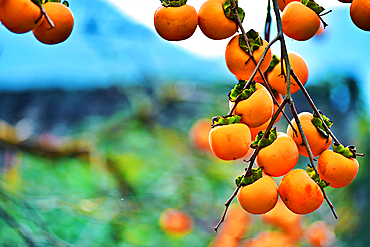 Persimmons on a tree in autumn in Huangling, Wuyuan County, Shangrao City, Jiangxi Province, China. Huangling is an ancient village that dates back to the Ming Dynasty more than 500 years ago and is known for its natural beauty.